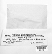 Phomopsis lirelliformis image
